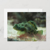 Carte Postale Poisson vert (Devant / Derrière)