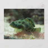 Carte Postale Poisson vert (Devant)