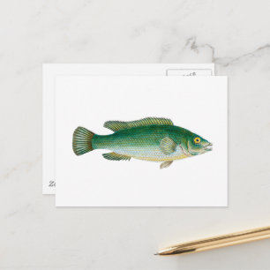Carte Postale Poisson Vintage