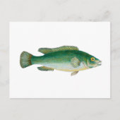 Carte Postale Poisson Vintage (Devant)