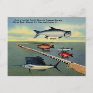 Carte postale Poisson vintage de Florida Keys
