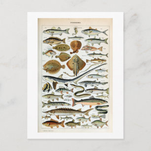 Carte Postale Poisson vintage du monde