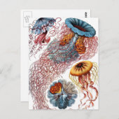 Carte Postale Poisson vintage par Ernst Haeckel, Discomedusae (Devant / Derrière)