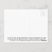 Carte Postale Poisson vivant à vendre (Dos)