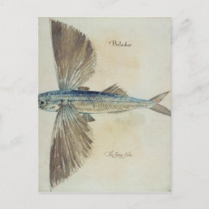 Carte Postale Poisson volant