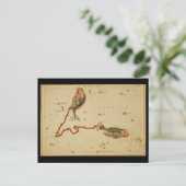 Carte postale Poissons (Debout devant)