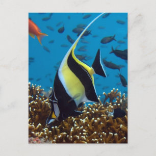 Carte Postale Poissons Animaux aquatiques