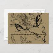 Carte Postale Poissons Constellation Hevelius 1690 Décor (Devant / Derrière)