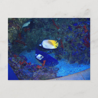 Carte Postale Poissons d'Hawaii