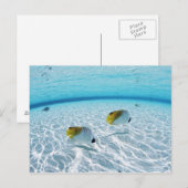 Carte Postale Poissons en mer (Devant / Derrière)