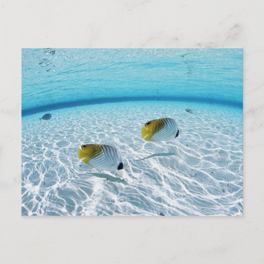 Carte Postale Poissons en mer (Devant)