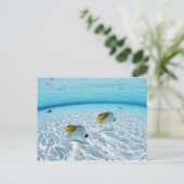Carte Postale Poissons en mer (Debout devant)