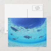 Carte Postale Poissons en mer 4 (Devant / Derrière)