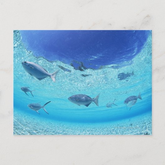 Carte Postale Poissons en mer 4 (Devant)