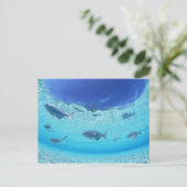 Carte Postale Poissons en mer 4 (Debout devant)