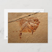 Carte Postale Poissons fossiles du Crétacé du Liban (Devant / Derrière)