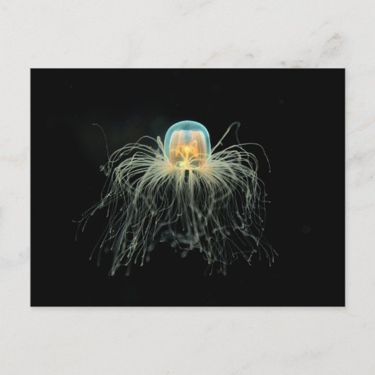 Carte Postale Poissons jaunes (turritopsis nutricula) (Devant)