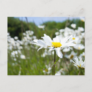 Carte Postale Poissons oculaires | Fleur