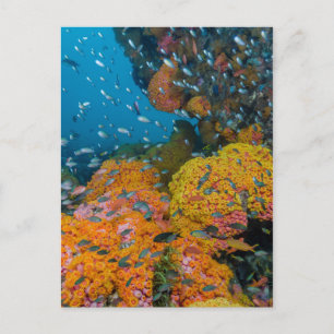 Carte Postale Poissons parmi le récif coralien