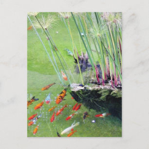 Carte Postale Poissons rouges