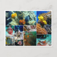 Poissons tropicaux collage océan mer corail plongé