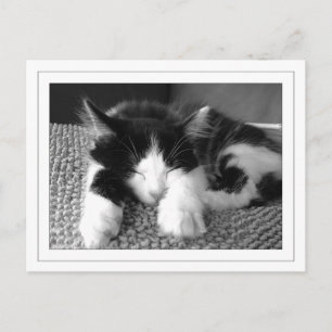 Carte Postale Poitrine d'angora turcique