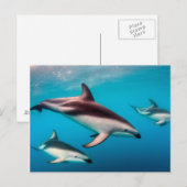 Carte Postale Poitrine des dauphins de Dusky au large de Kaikour (Devant / Derrière)