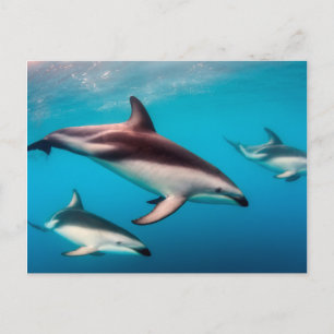Carte Postale Poitrine des dauphins de Dusky au large de Kaikour