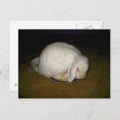 Carte Postale poitrine sur plaque (Devant / Derrière)