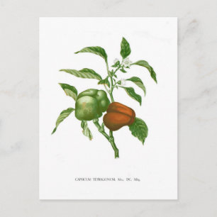 Carte Postale Poivre