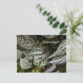 Carte postale Poivre Celebes (Debout devant)