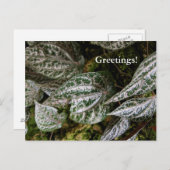 Carte postale Poivre Celebes (Devant / Derrière)