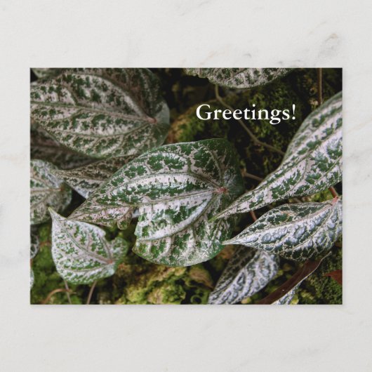 Carte postale Poivre Celebes (Devant)