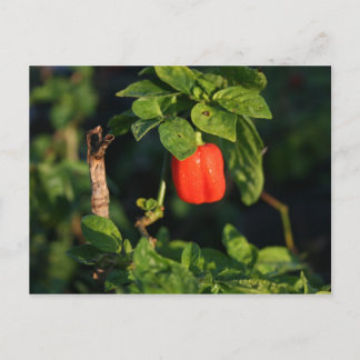 Carte Postale poivron rouge habanerno contre feuilles