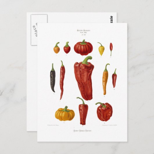 Carte Postale Poivrons (Devant / Derrière)