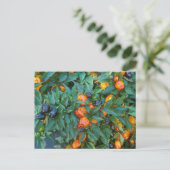 Carte Postale Poivrons Bell miniatures (Debout devant)