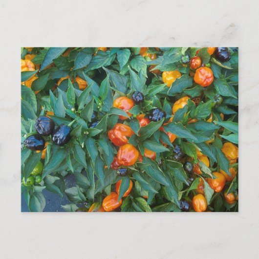 Carte Postale Poivrons Bell miniatures (Devant)