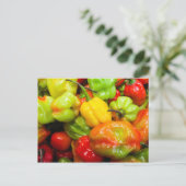 Carte Postale Poivrons écossais Bonnet Chili (Debout devant)