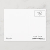 Carte Postale Poivrons écossais Bonnet Chili (Dos)