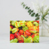 Carte Postale Poivrons écossais Bonnet Chili (Debout devant)