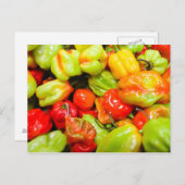 Carte Postale Poivrons écossais Bonnet Chili (Devant / Derrière)