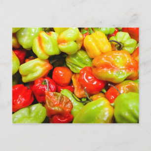 Carte Postale Poivrons écossais Bonnet Chili