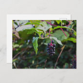 Carte postale Pokeweed Berries (Devant / Derrière)