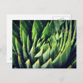 Carte Postale Pokey Succulent (Devant / Derrière)