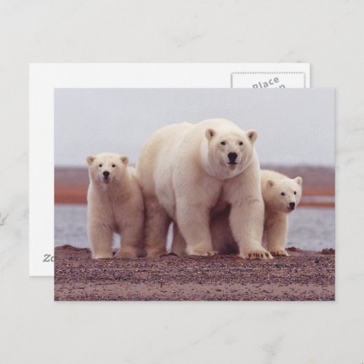 Carte Postale Polar Bear Family Mother and Cubs Photo (Devant / Derrière)