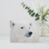 Carte Postale Polar Churchill (Debout devant)