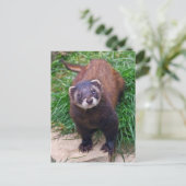 Carte postale Polecat (Debout devant)
