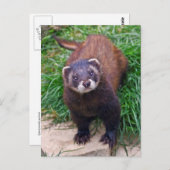 Carte postale Polecat (Devant / Derrière)