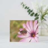 Carte Postale Polène (Debout devant)