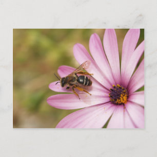 Carte Postale Polène